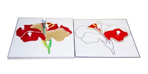 Строение цветка (пазлы)  и его контур (ламинированный)