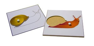 Строение улитки (пазлы) и ее контур (ламинированный)