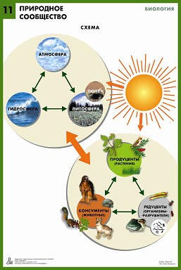 Комплект таблиц по биологии для оформления кабинета