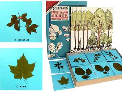 Гербарий 