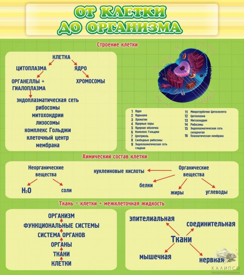 От клетки до организма