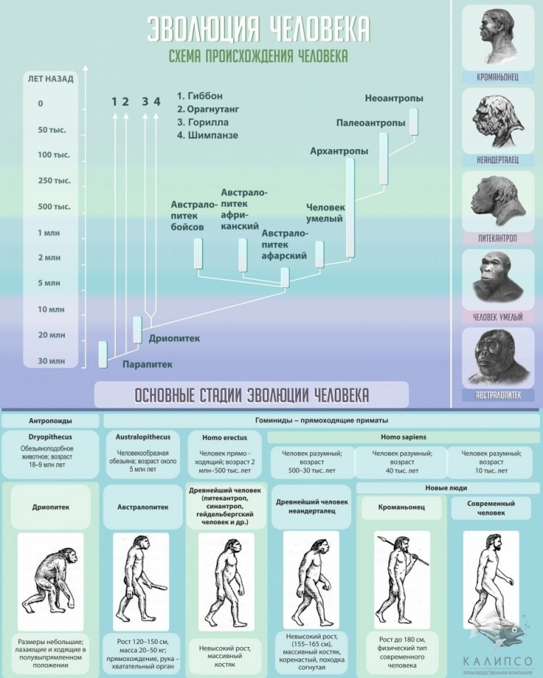 Эволюция человека