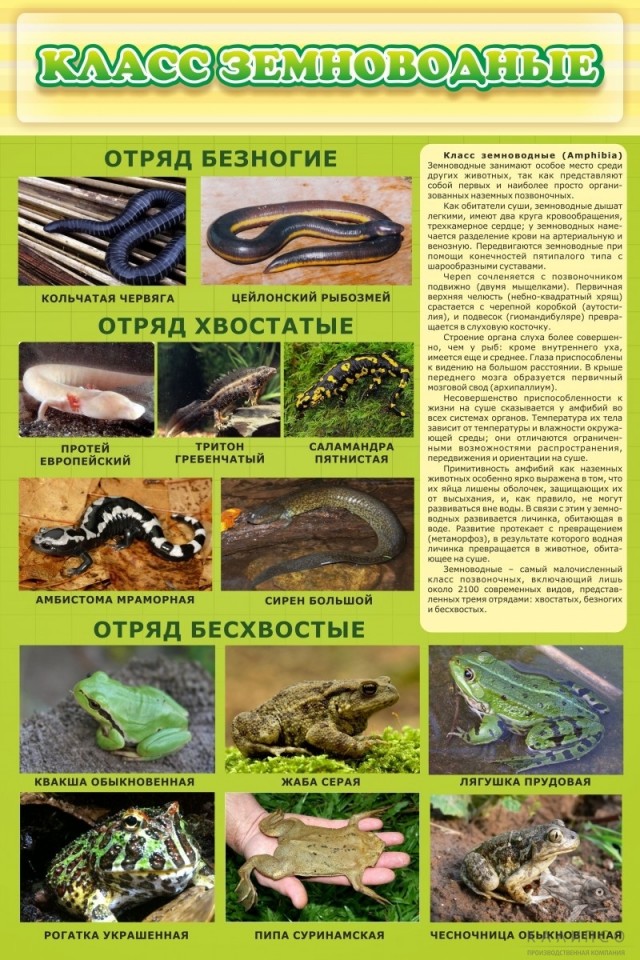 Класс земноводные