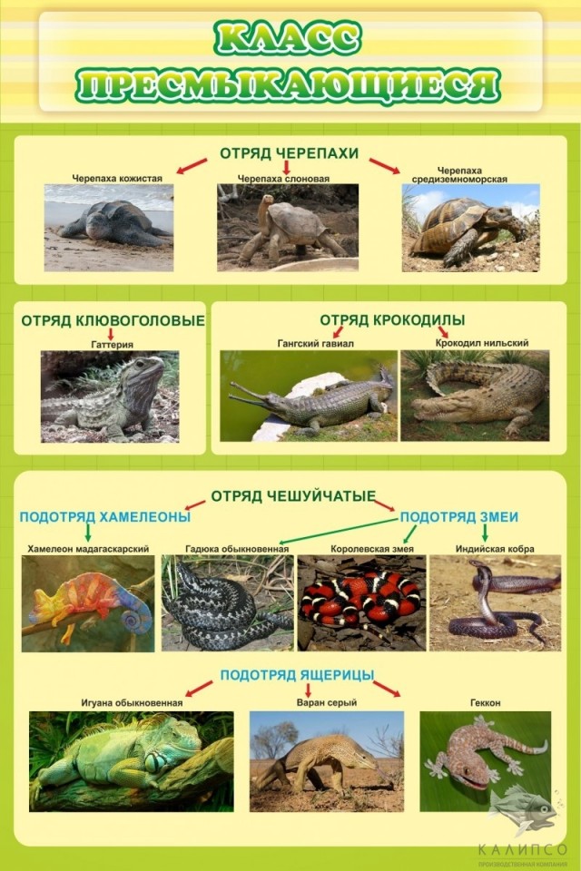 Класс пресмыкающиеся