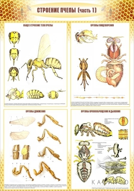 Строение пчелы (часть 1)