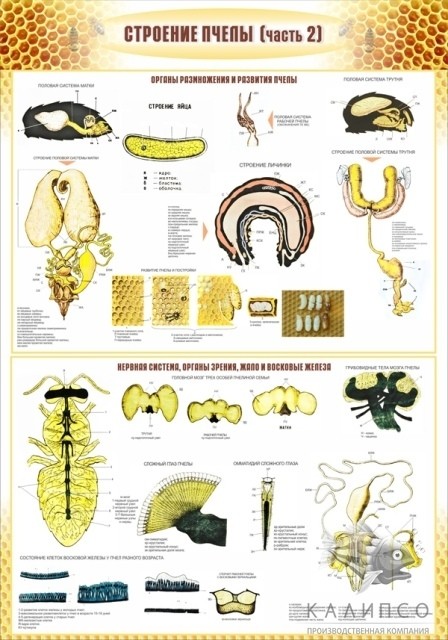 Строение пчелы (часть 2)