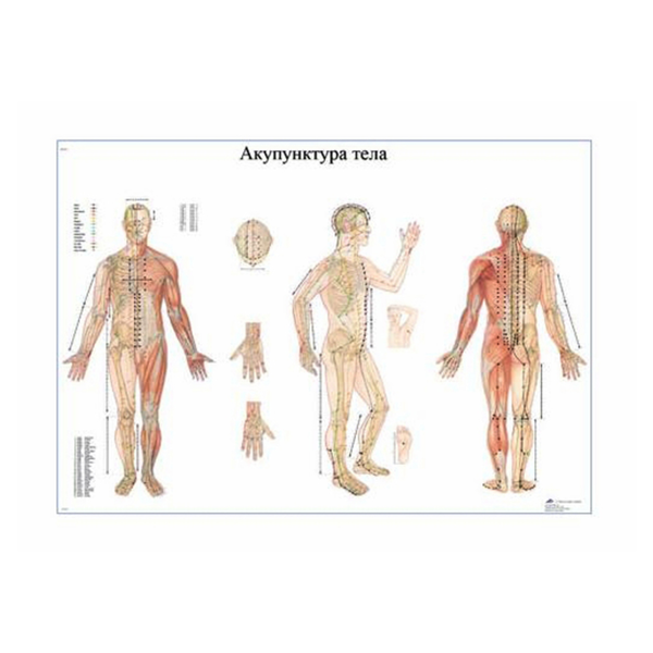 Акупунктура тела, размер 98х68 см
