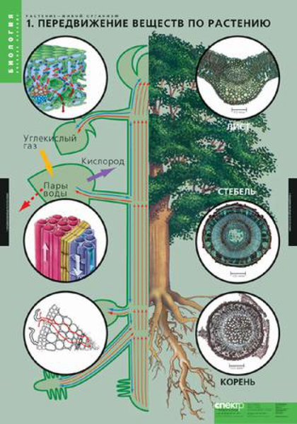 Вещества растений. Клеточное строение (12 таблиц , 68х98 см)