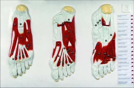 Мышцы нижних конечностей (4 планшета 32х67 см; 1 планшет 66х42 см)