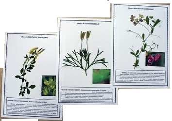 Гербарий Морфология листа