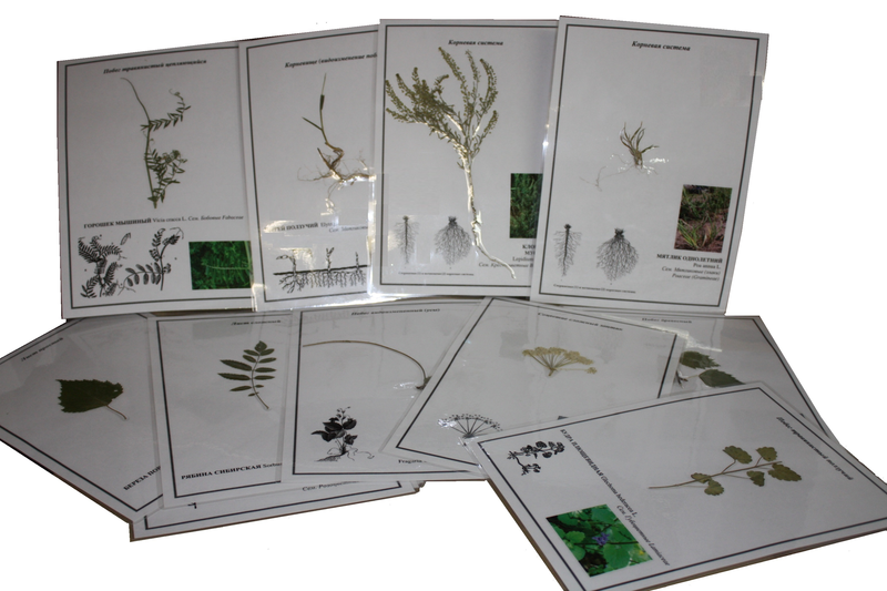 Гербарий Морфология растений