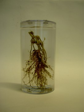 Влажный препарат Корень бобовых растений с клубеньками