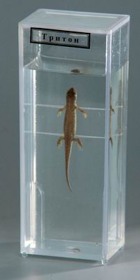 Влажный препарат Тритон