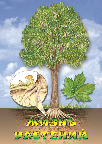 DVD Жизнь растений
