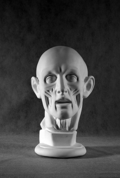 Гипс Голова Гудона