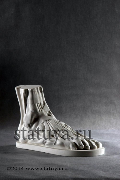 Гипс Стопа анатомическая