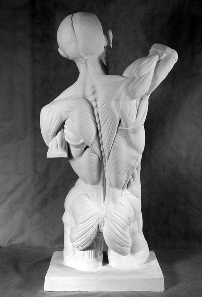 Гипс Торс Мюнхенский