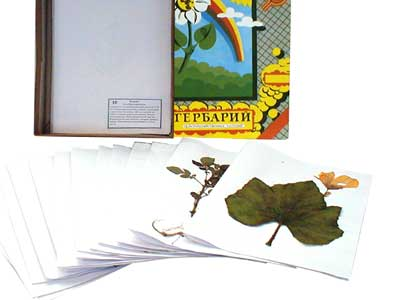 Гербарий 