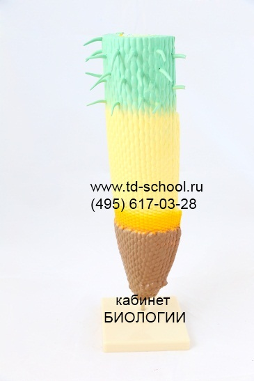 Модель строения корня