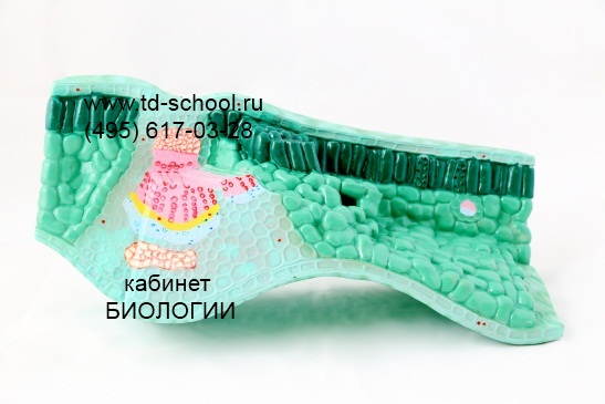 Модель строения листа