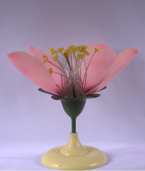 Модель цветка яблони