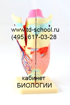 Модель гортани в разрезе