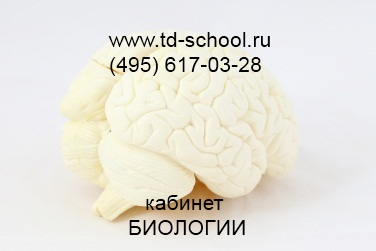 Модель мозга в разрезе