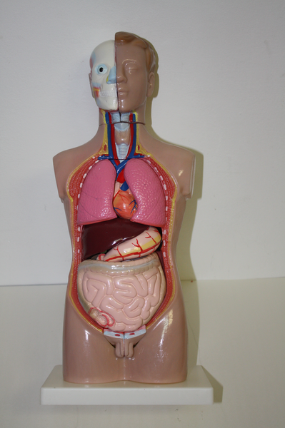 Торс человека разборный (42 см)