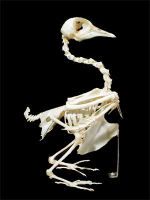 Портреты писателей №6 25штук