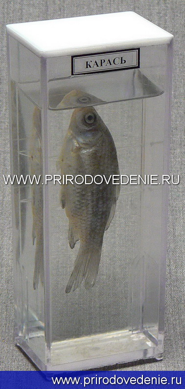 Влажный препарат 