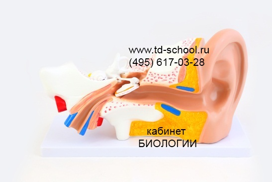 Модель уха