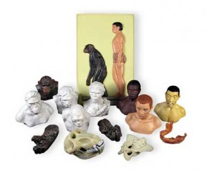 Набор палеонтологических находок 