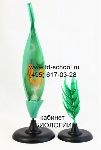 Цветок пшеницы