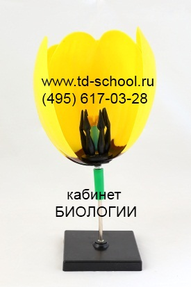 Цветок тюльпана