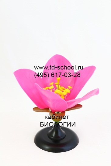 Цветок персика