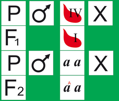 Модель-аппликация 