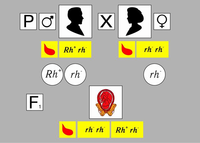 Модель-аппликация 