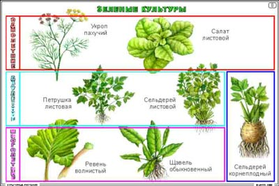 Культурные растения (20+4 пленок)