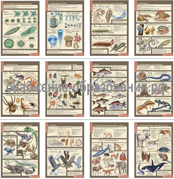 Биология 7 класс. Животные (12 таблиц)
