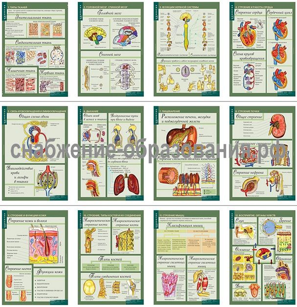 Биология 8-9 классы. человек (12 таблиц)