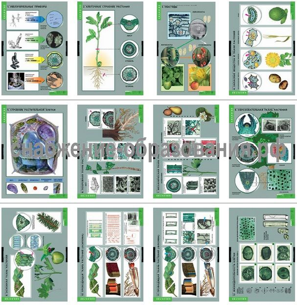 Вещества растений. Клеточное строение (12 таблиц)