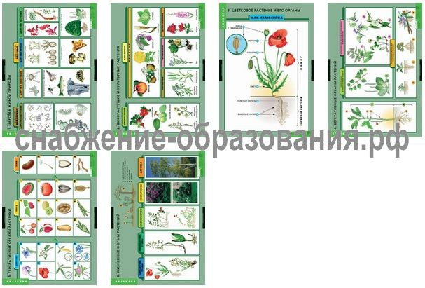 Общее знакомство с цветковыми растениями (6 таблиц)