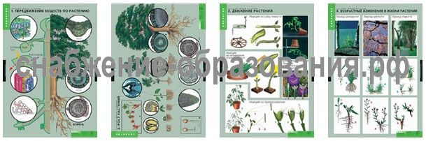 Растение - живой организм (4 таблиц)